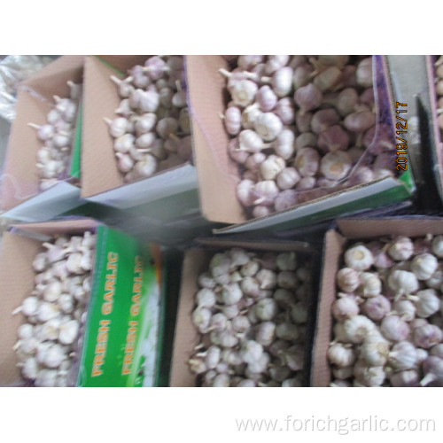 Fresh Normal Garlic 2019